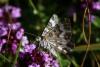 Epirrhoe tristata